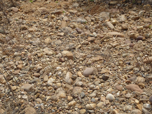 These Rocks look like Potatoes.